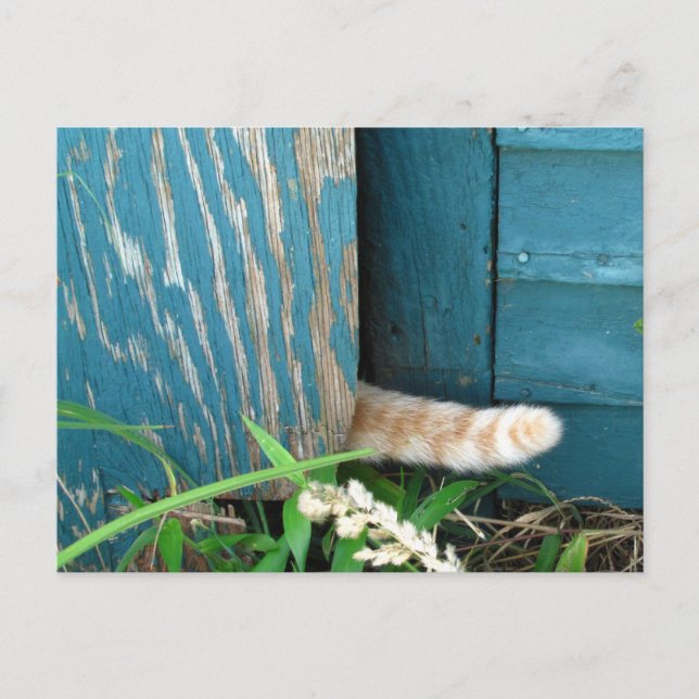 Kat Svan-kalendern ~ vykort (Framsida)