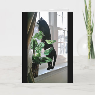 Kat vid fönsteranteckningskort kort