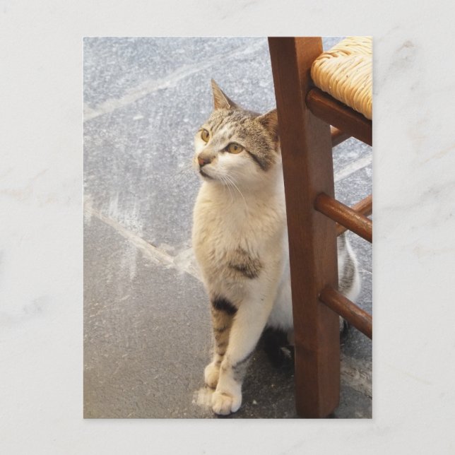 Kat-vykort för anpassningsbar vykort (Framsida)