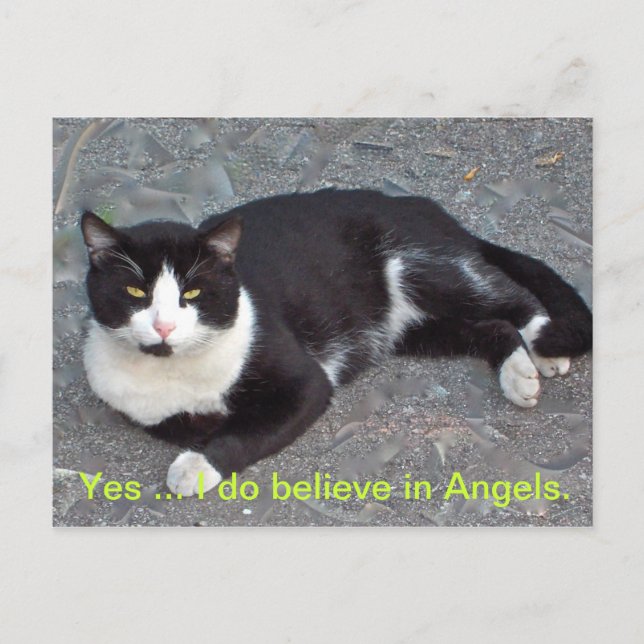 Kat vykort med humourus (Framsida)