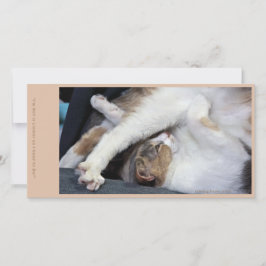 Kat Yoga/Söta Ansikte Tack Kort