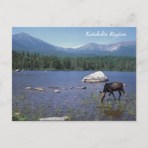 Katahdin Region Maine Moose Vykort
