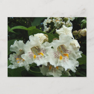 Katalpa-blommor ~ vykort