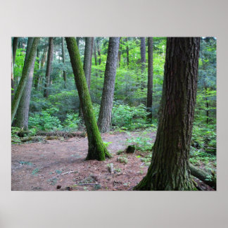 katedral gräs poster