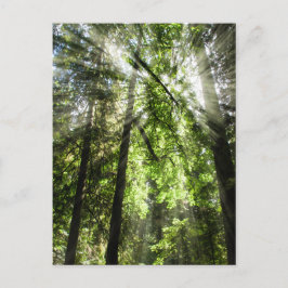 Katedral Grove-solljus för Postcross Vykort