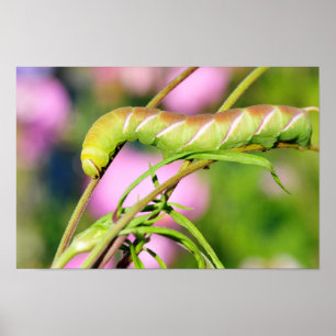Katerpelare i Privet Hawk Moth Butterfly Poster