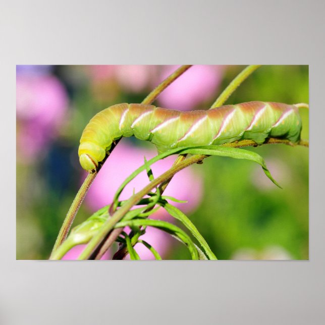 Katerpelare i Privet Hawk Moth Butterfly Poster (Framsidan)