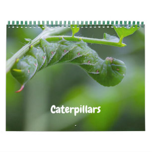 Katerpelare Kalender