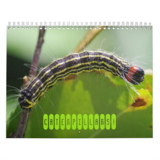 Katerpelare! Kalender