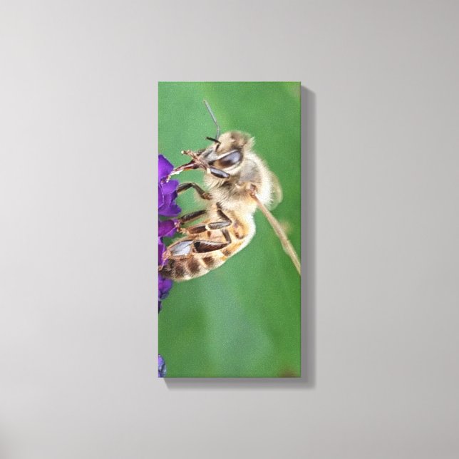 Katharos. Bin pollinerar. (Canvas art) Canvastryck (Framsida)
