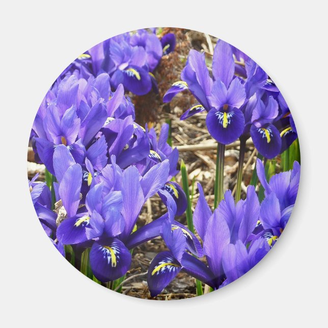 Katherine Hodgkin Irises Lila Vår Blommigt Magnet (Framsidan)