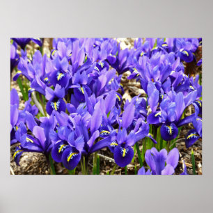 Katherine Hodgkin Irises Lila Vår Blommigt Poster
