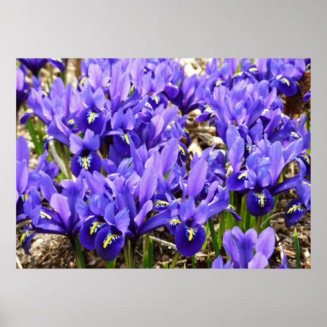 Katherine Hodgkin Irises Lila Vår Blommigt Poster (Framsidan)