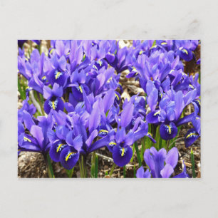 Katherine Hodgkin Irises Lila Vår Blommigt Vykort