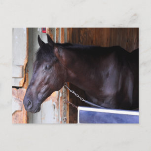 Kathy Ritvo Stables Vykort