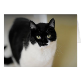 Katie kattunge hälsningskort