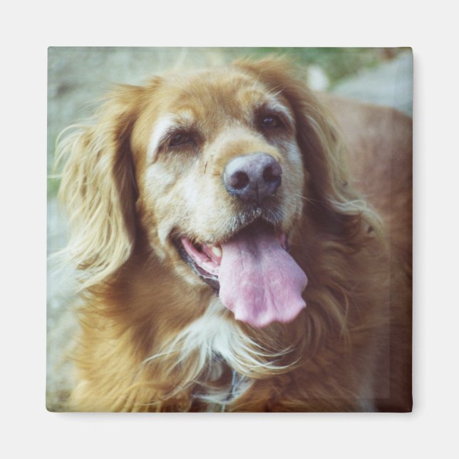 Katie Old Magnet (Framsidan)