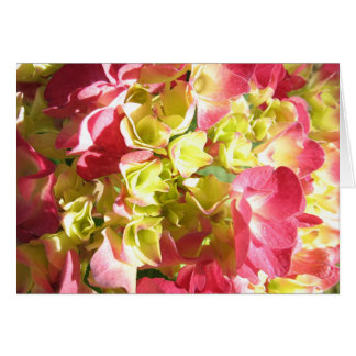 Katies vanlig hortensia hälsningskort