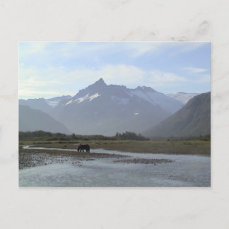 Katmai Brown Bear Vykort