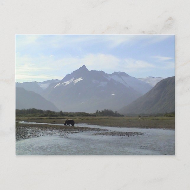 Katmai Brown Bear Vykort (Framsida)