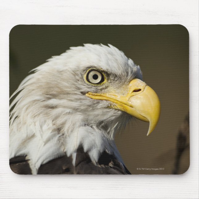 Katmai nationalpark, Alaska Musmatta (Framsidan)