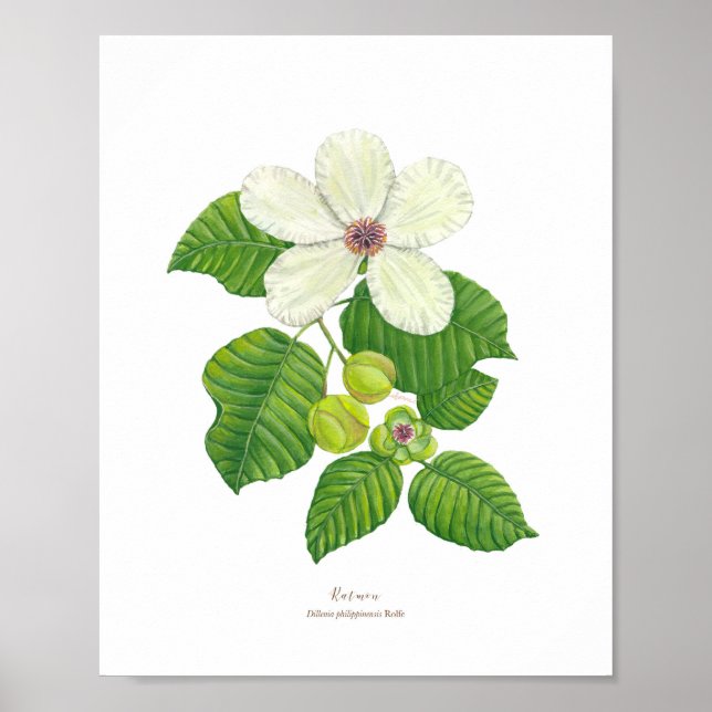 Katmon (Dillenia philippinensis) Ph Forest Blooms Poster (Framsidan)