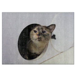 Katt