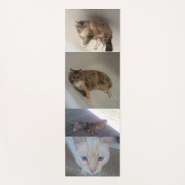 Katt