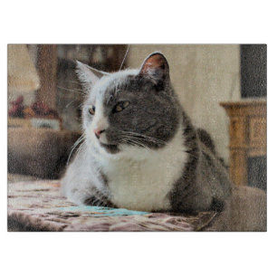 Katt