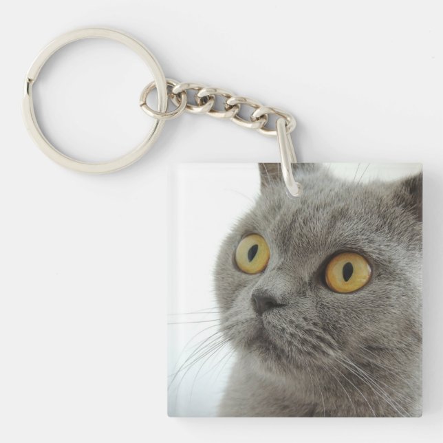 katt (Framsidan)