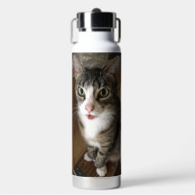 Katt