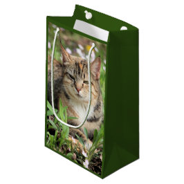 Katt