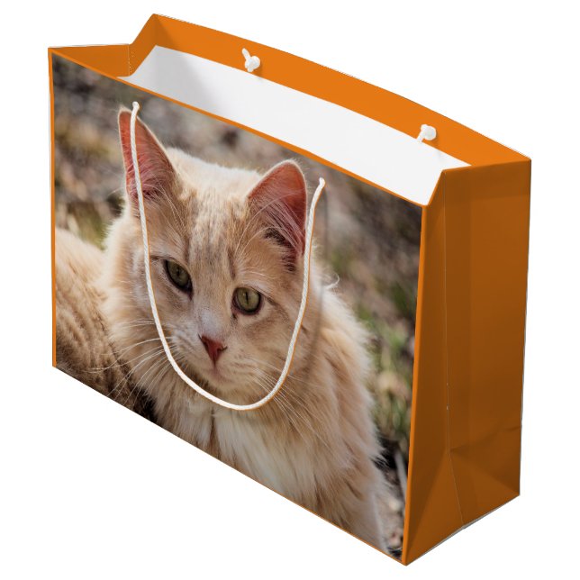 Katt (Baksidan Vinklad)