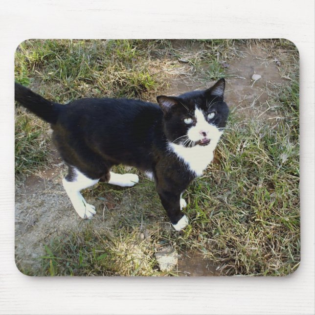 Katt 10, musknapp musmatta (Framsidan)