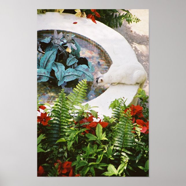 Katt 1 Fontän-katt - Poster och skriv ut (Framsidan)