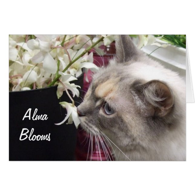 Katt 1 hälsningskort (Framsidan Horizontal)