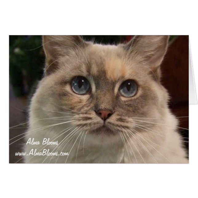 Katt 2 hälsningskort (Framsidan Horizontal)