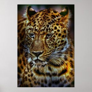 Katt-301154 VILD BIG CAT LEOPARD ANIMAL FOTOGRAFI Poster