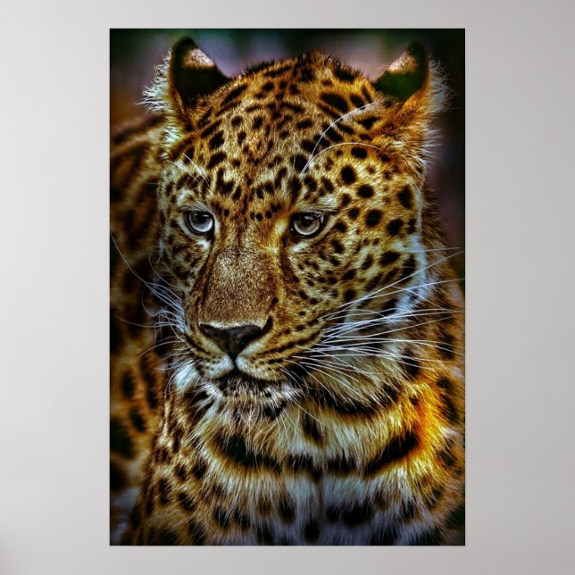 Katt-301154 VILD BIG CAT LEOPARD ANIMAL FOTOGRAFI Poster (Framsidan)