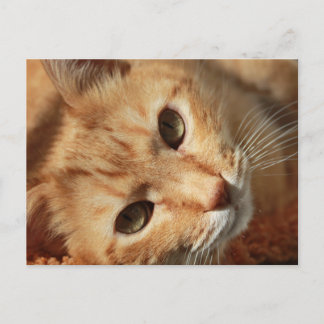 Katt-636172 ORANGE TOMCAT PETS PHOTOGRAPHY BAK Vykort