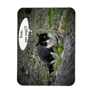 Katt Anpassad text Foto Magnet