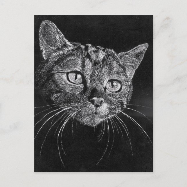 Katt ansikte  vykort (Framsida)