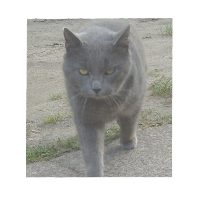 Katt Anteckningsblock (Framsida)