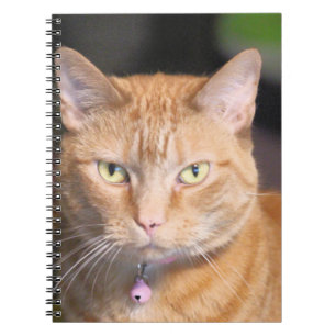 Katt Anteckningsbok