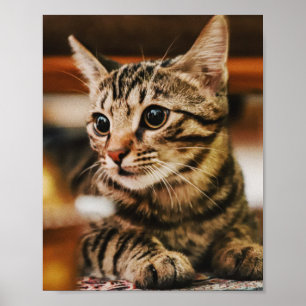 Katt är de bästa 85 poster