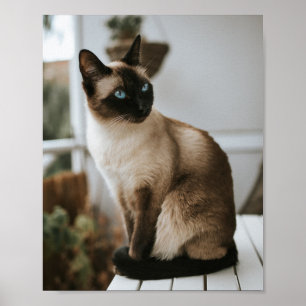 Katt är de bästa 86 poster