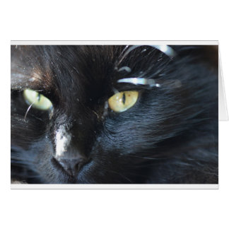 Katt är otäckande för dig hälsningskort