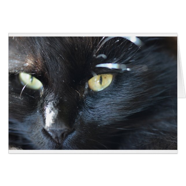 Katt är otäckande för dig hälsningskort (Framsidan Horizontal)