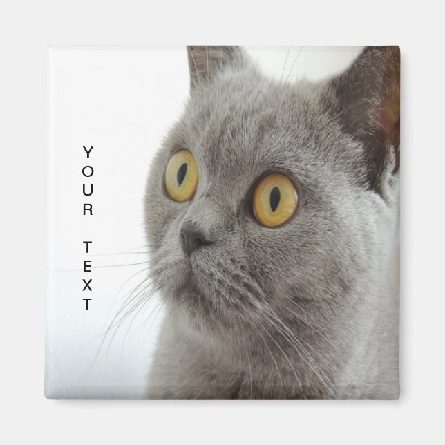 Katt är söt magnet (Framsidan)