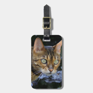 Katt av bengal bagagebricka